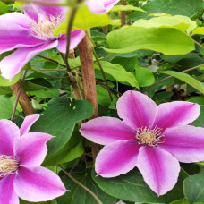 Clematis Poseidon