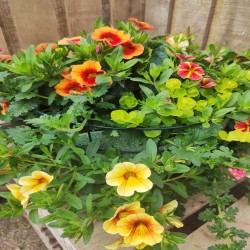 Hanging Baskets, Window Boxes and Compositions Hanging Baskets, Window Boxes and Compositions