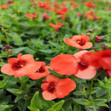 Diascia Orange