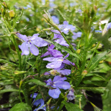 Lobelia Sky Blue