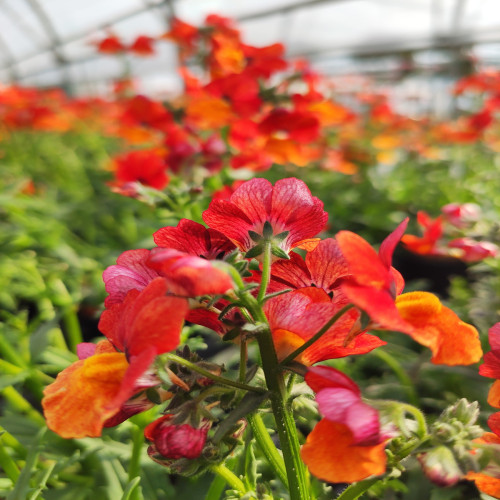 Nemesia Little Orange