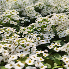 Lobularia White