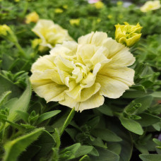 Petunia Susanna