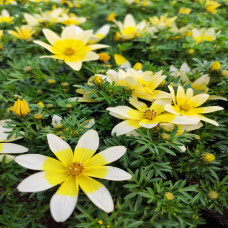 Bidens Taka Tuka