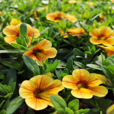 Calibrachoa Tiger Eye