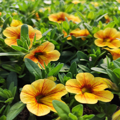 Calibrachoa Tiger Eye