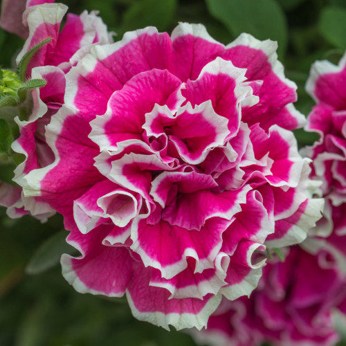 Petunia Anna