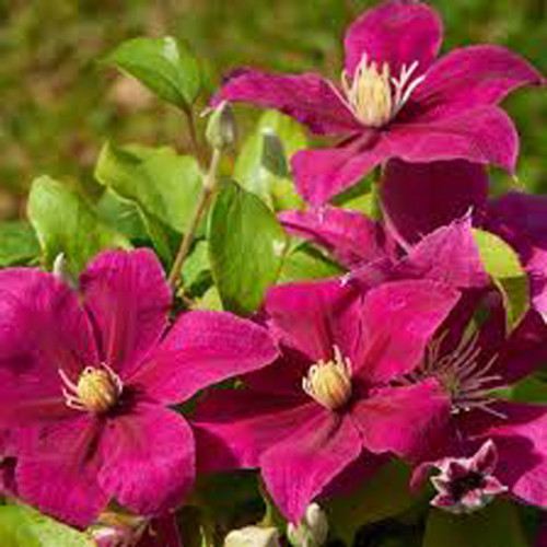 Clematis Daiyu