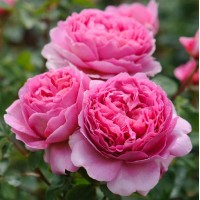 Princess Alexandra of Kent