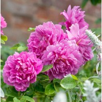 Princess Anne