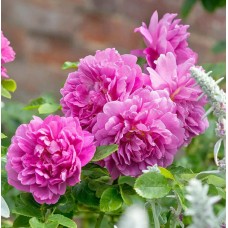 Princess Anne