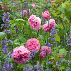 Gertrude Jekyll