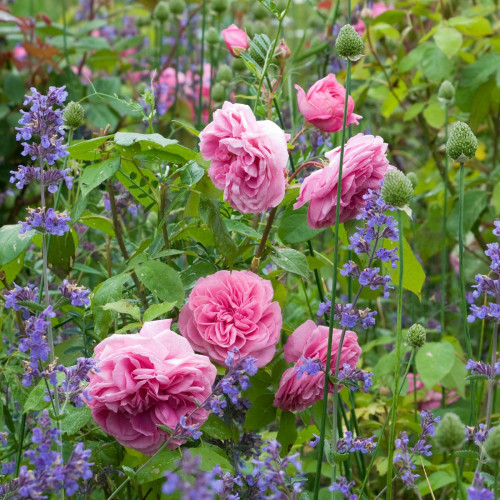 Gertrude Jekyll