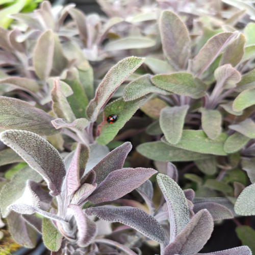 Purple Sage