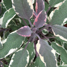 Variegated Sage