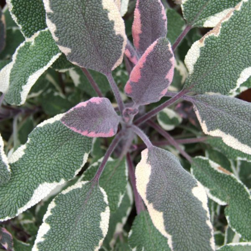 Variegated Sage