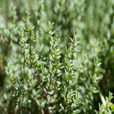 Thyme