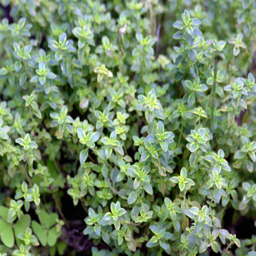 Lemon Thyme