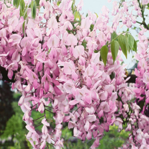 Wisteria Brachybotrys Okayama