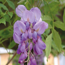 Wisteria Sinensis