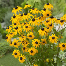 Rudbeckia Goldsturm