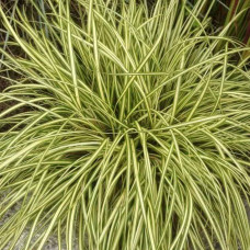 Carex Oshimensis Evergold