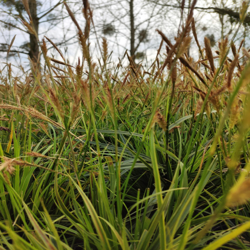 Carex Morrowii Variegata