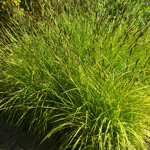 Carex Elata Aurea