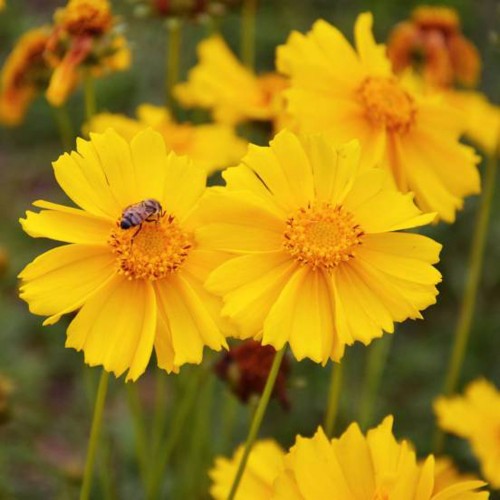 Coreopsis Mayfield Giant