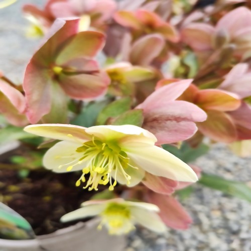 Hellebore Candy Love