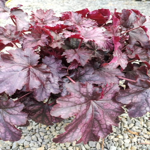 Heuchera Purple Palace