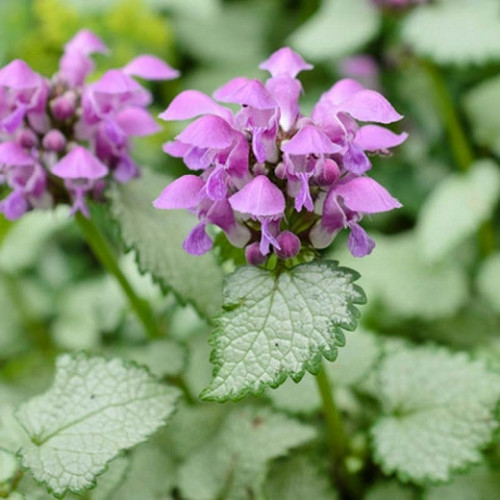 Lamium Beaconsilver