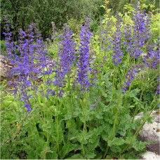 Salvia Pratensis