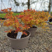 Spirea Goldflame