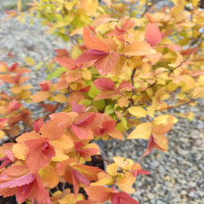 Spirea Goldflame