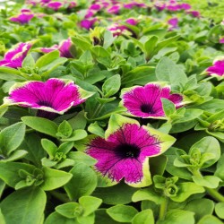 Annuals and Bedding Annuals and Bedding