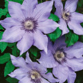 Clematis