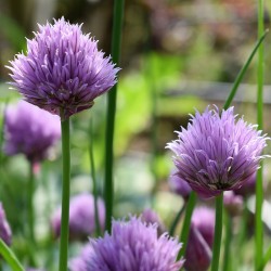 Légumes et Plantes Aromatiques