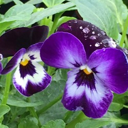 Violas