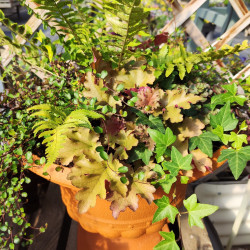 Hanging Baskets, Window Boxes and Compositions