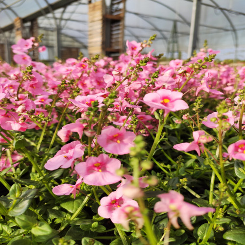 Diascia Light Pink