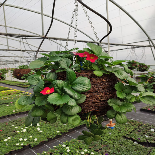 Strawberry Basket