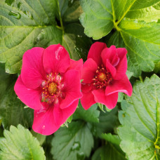 Strawberry plant