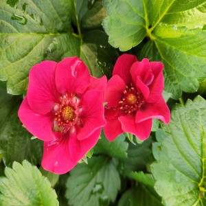 Pink-flowering Strawberry Plant