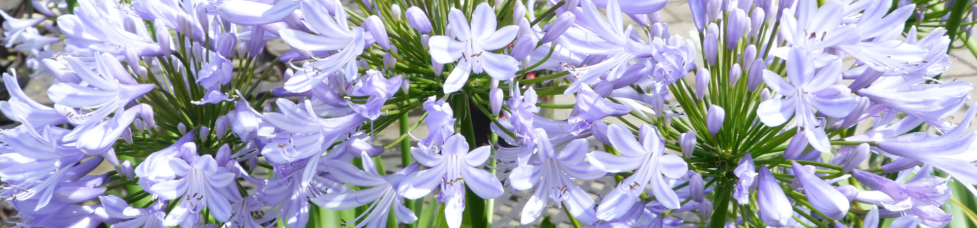 Agapanthus Blue Prince