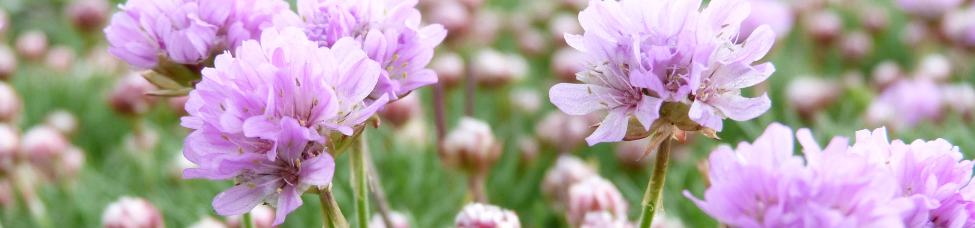 Armeria caespitosa