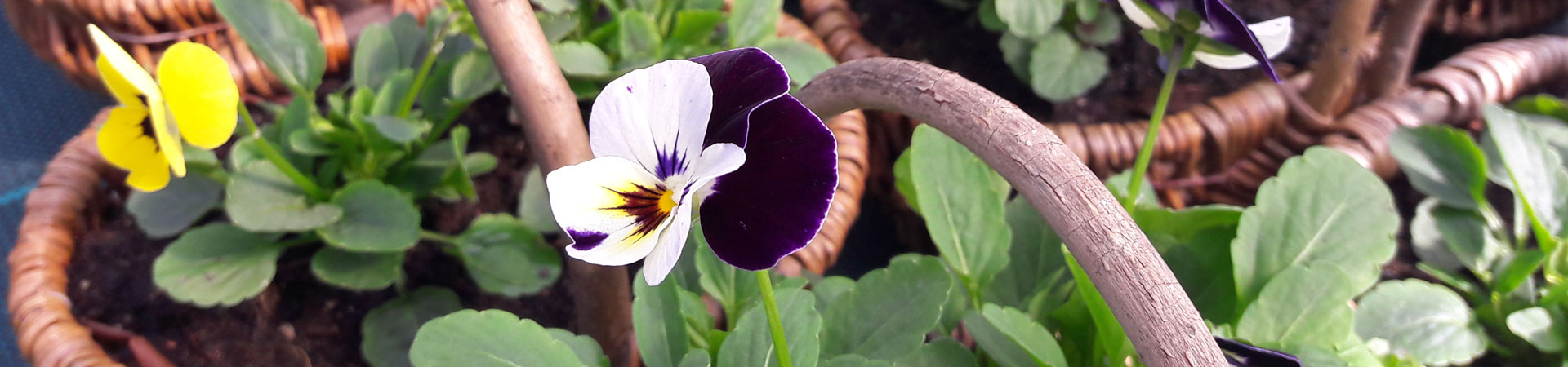 Flowerbasket - baskets