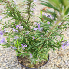 Rosemary