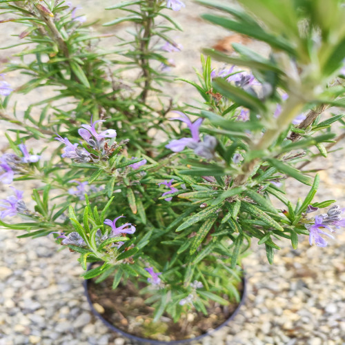 Rosemary