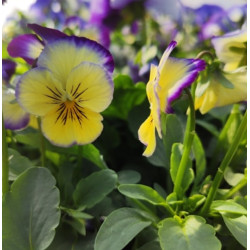 Annuelles et Plantes à massif